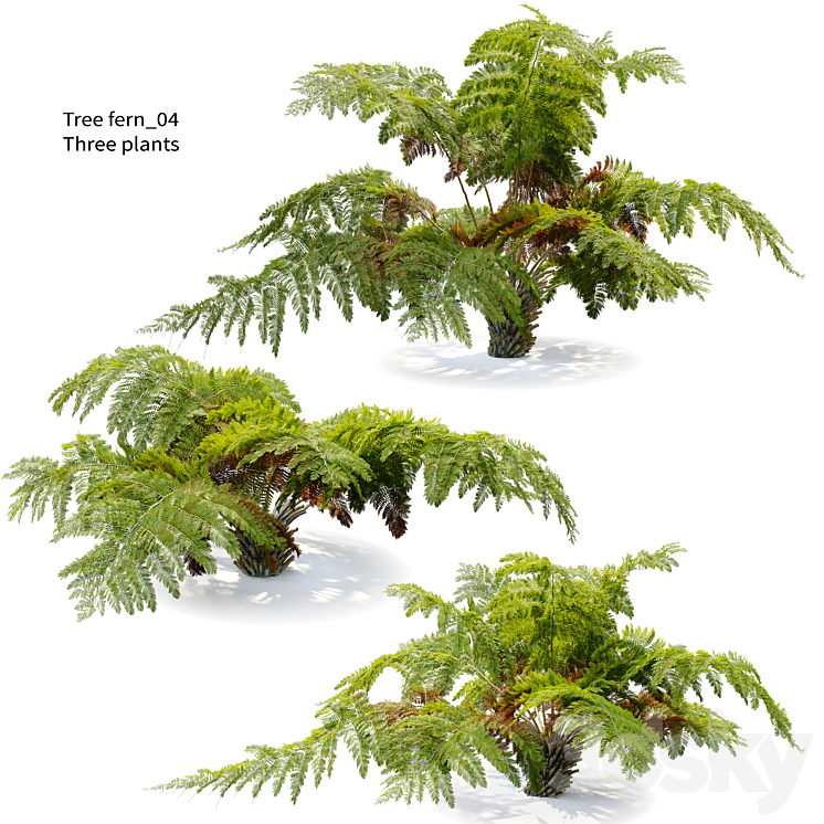TREE FERN 04 