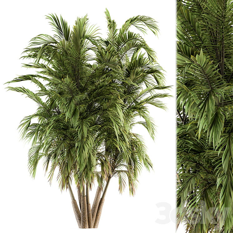 TREE GREEN PALM BUNCH SET 32 