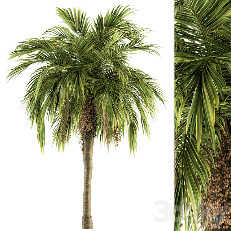 TREE GREEN PALM WITH FRUIT SET 34 