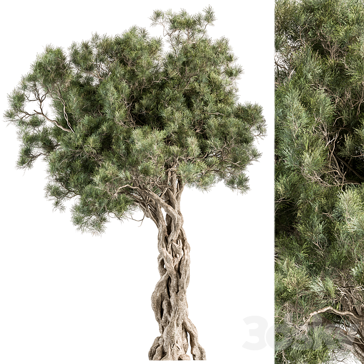 TREE OLIVE SET 193 