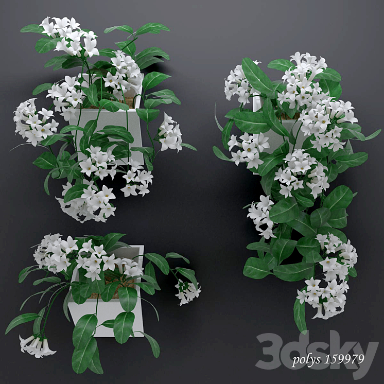 TRUDGING STEPHANOTIS PLANT ABUNDANTLY BLOOMING 