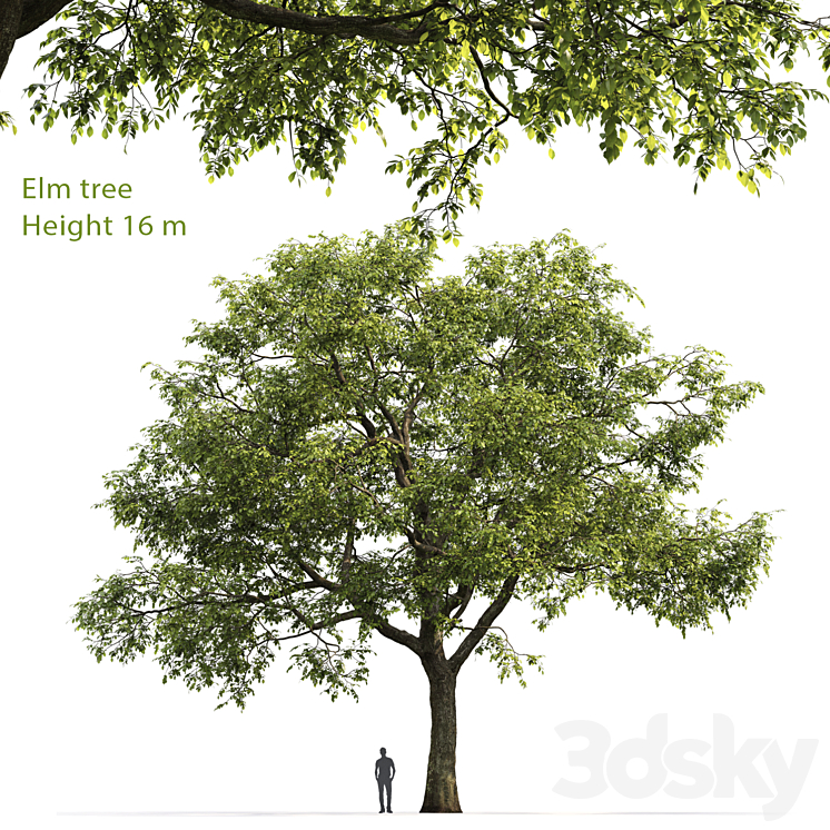 ULMUS 