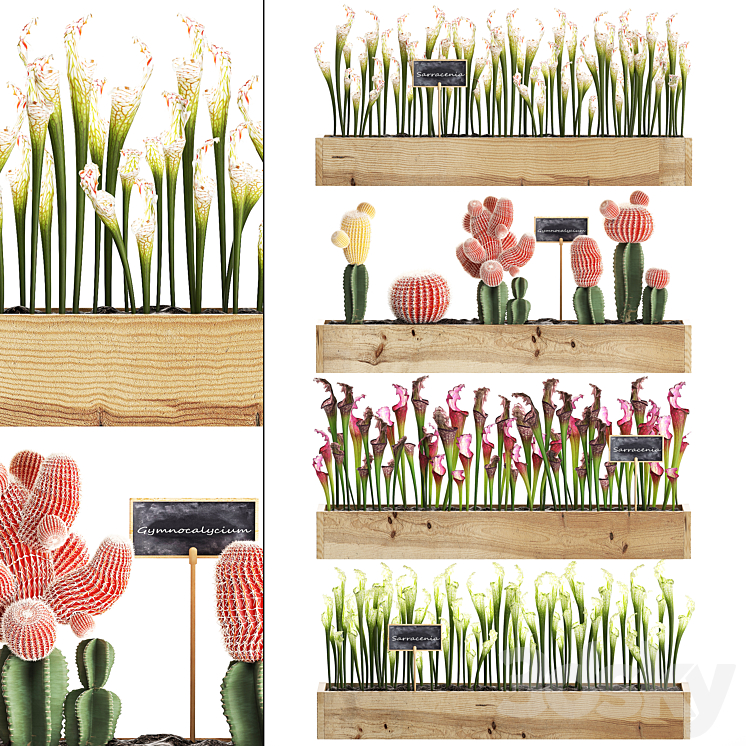 VERTICAL_GARDENING_IN_WOODEN_WALL_BOXES_POTS_WITH_CACTUS_SARRACENIA 