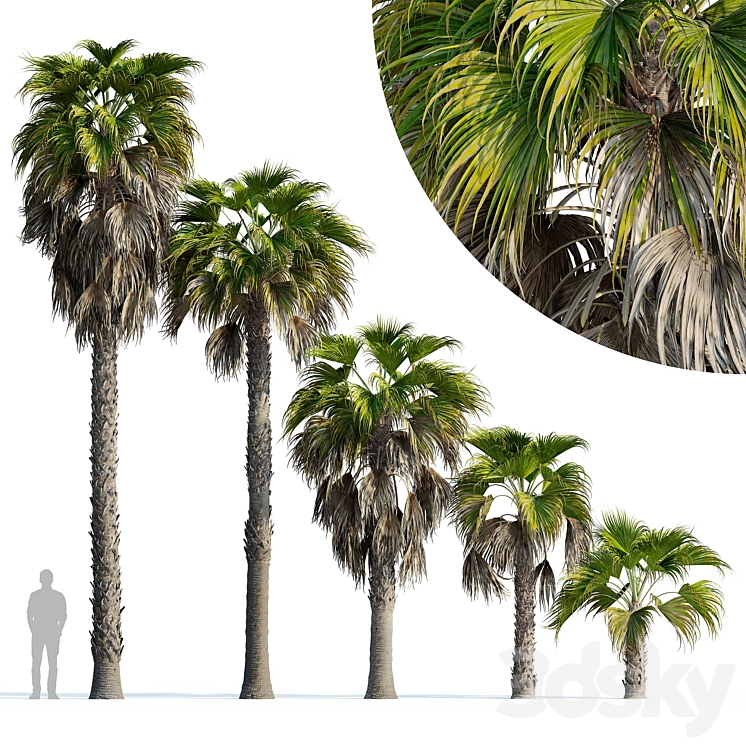 WASHINGTONIA ROBUSTA PALM WASHINGTONIA ROBUSTA PALM 