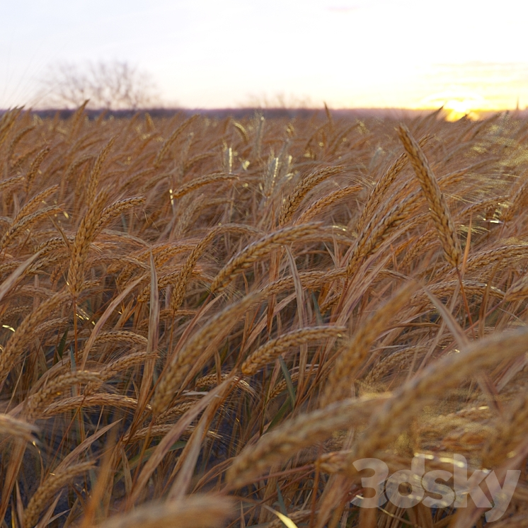 WHEAT 