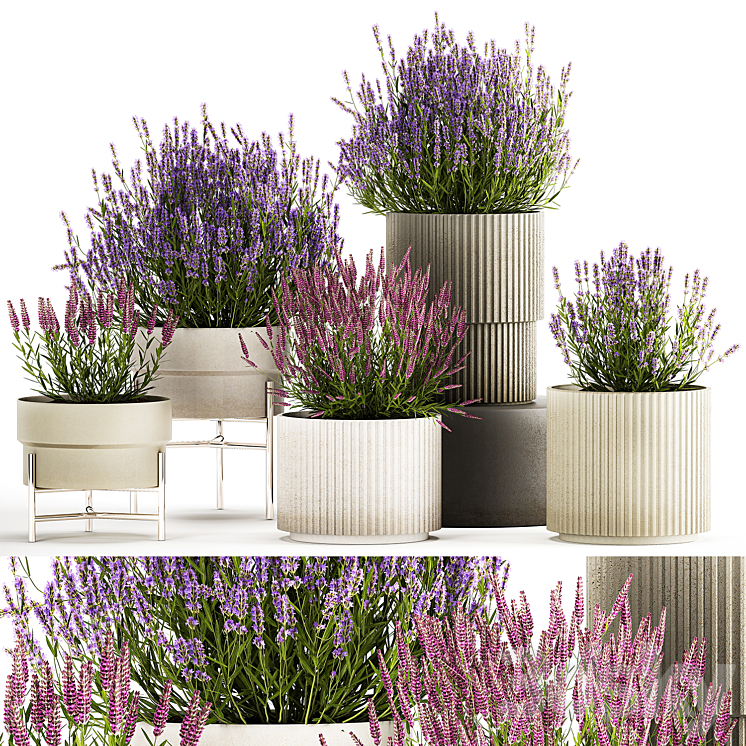 WILDFLOWER_BUSHES_IN_OUTDOOR_FLOWERPOTS_FROM_LAVENDER_CATNIP_SAGE 