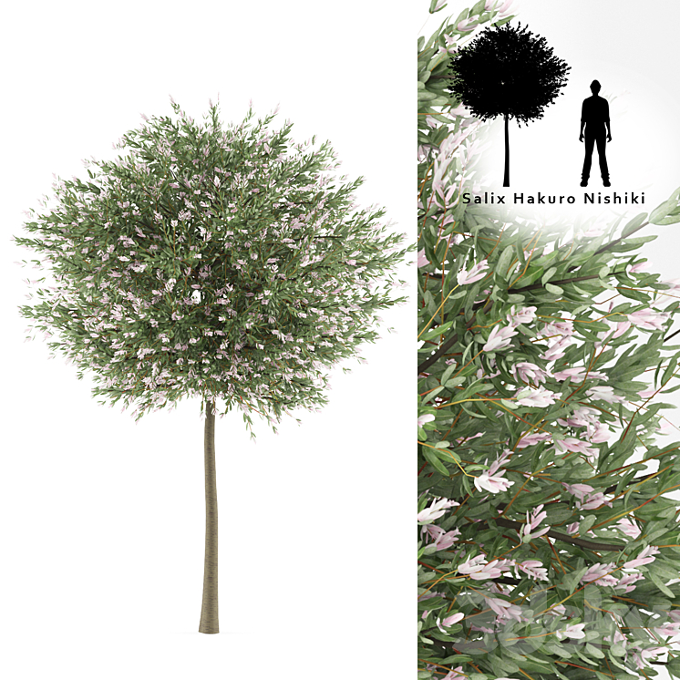 WILLOW WHOLE LEAFED TREE SALIX INTEGRA HAKURO NISHIKI 