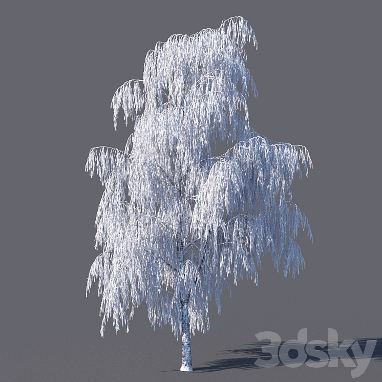 WINTER BIRCH 15 METERS 