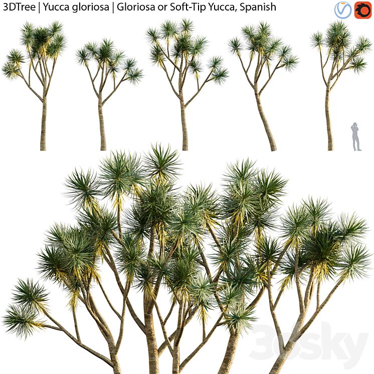 YUCCA GLORIOSA GLORIOSA OR SOFT TIP YUCCA SPANISH 