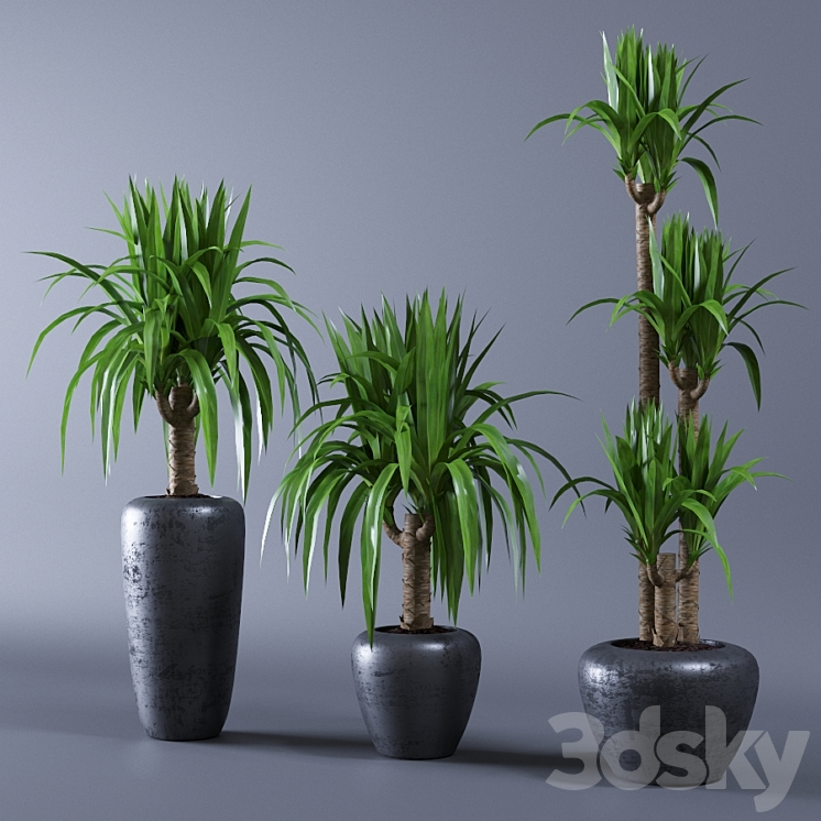 YUCCA 