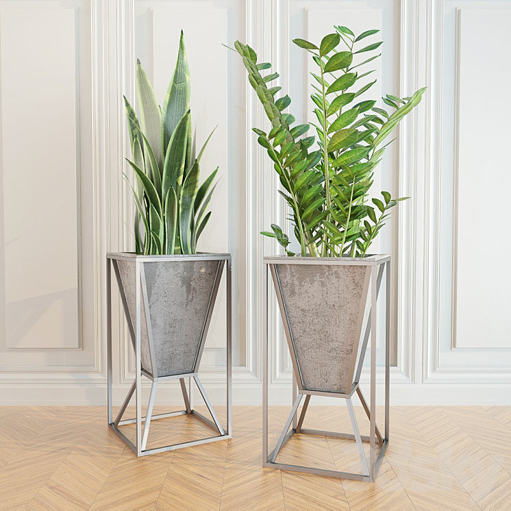 ZAMIOCULCAS SANSEVIERIYA 