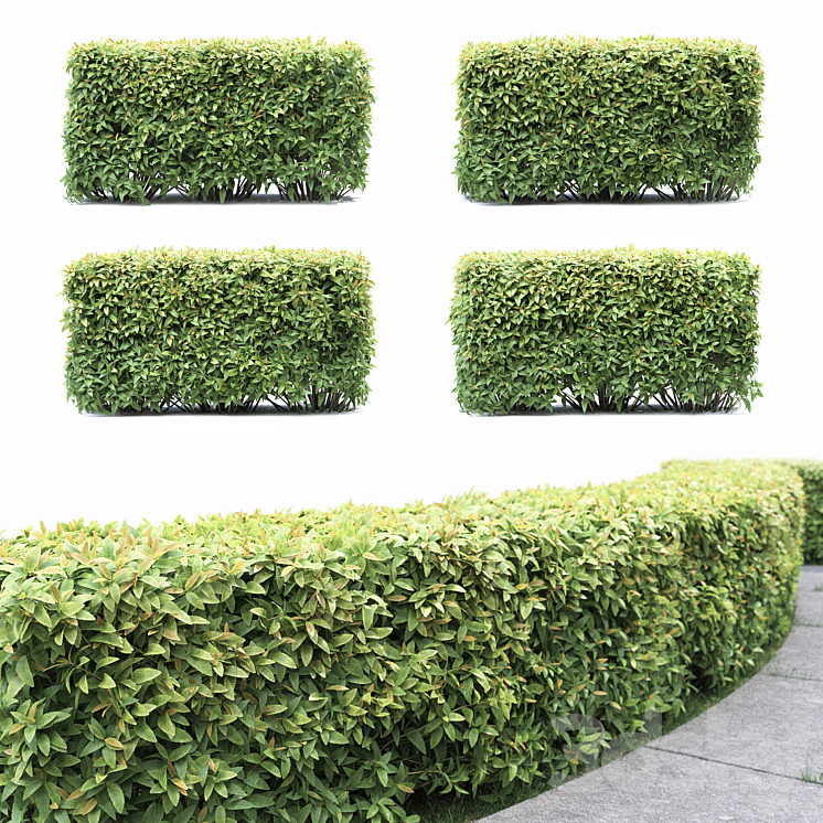 SPIRAEA 