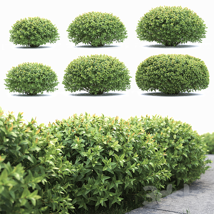 SPIREA JAPONICA 