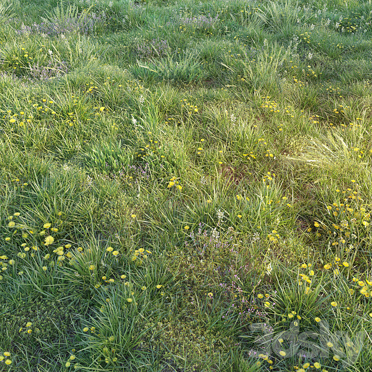 SPRING GRASS WITH DANDELIONS 