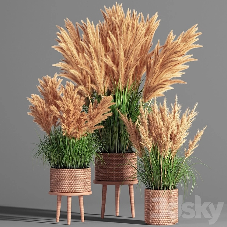 Indoor_Plant_Set_49 (pampas) 