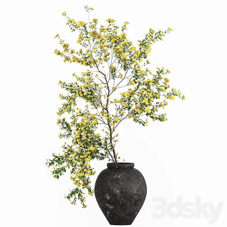 Plants with tiny flowers in pots 