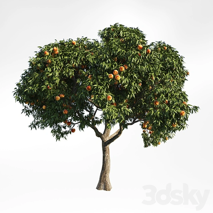 peach tree 8 