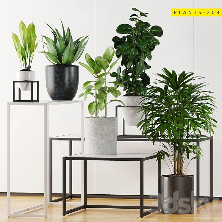 PLANTS 203 