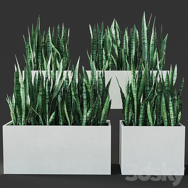 Sansevieria 3 