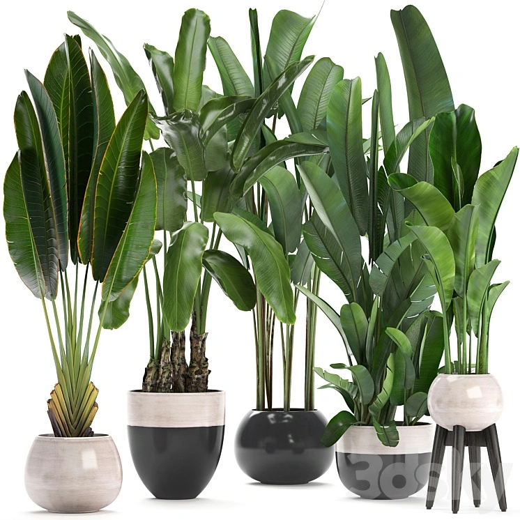Plant collection 238. A set of palm trees, banana, strelitzia, ravenala, indoor plants, flowerpot, pot, bushes, exotic, stylish, luxury decor, eco design 