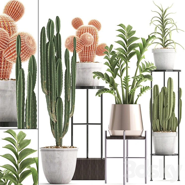 Plant collection 303. Cactus set. Cactus, cereus, Zamioculcas, aloe, shelf with flowers, stand, Aloe, desert plants, interior, concrete, outdoor 
