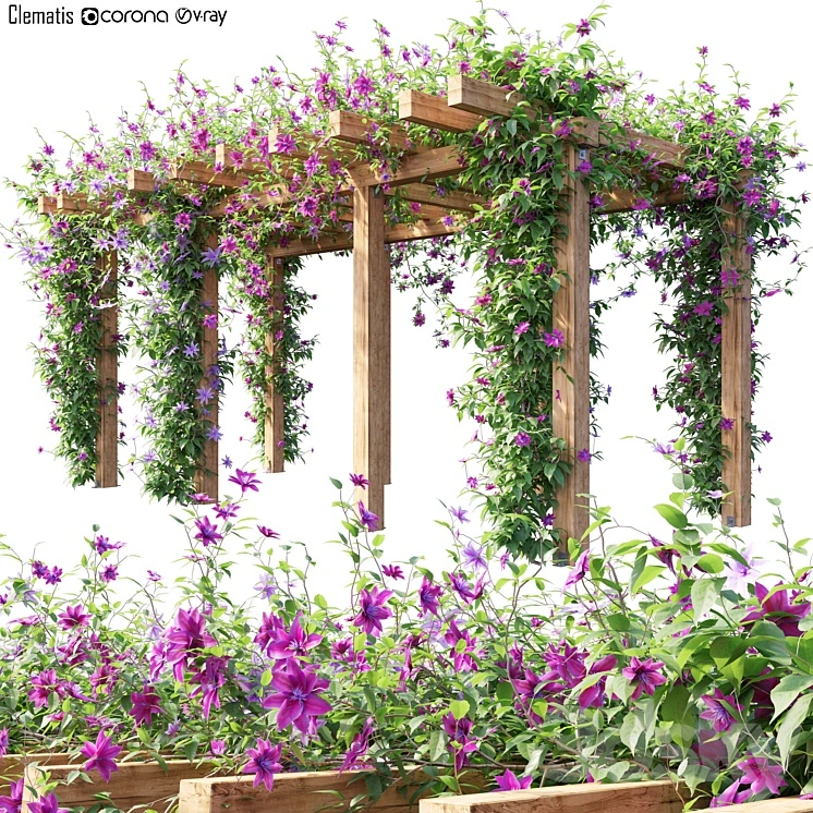 Clematis 04 