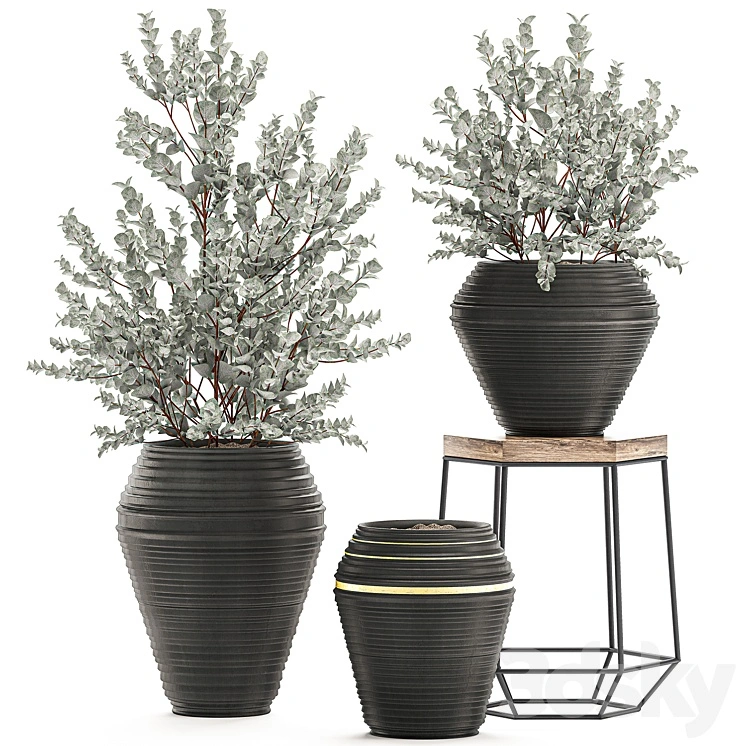 Collection with a small decorative tree Eucalyptus ash bush in a black ethnic pot vase. Set 534. 