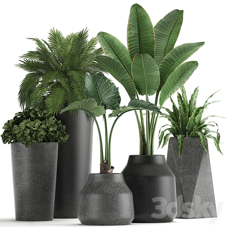 Collection of small plants in black pots with Banana palm, asplenium, alocasia. Set 825 