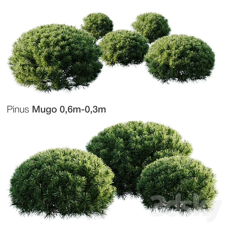 Mountain Pine Mugo 