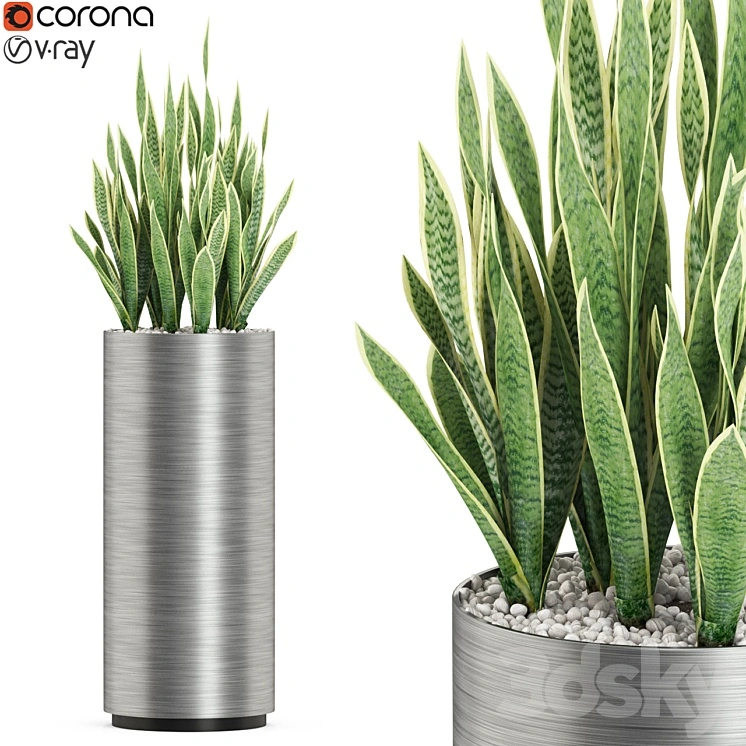 Plants collection 506 
