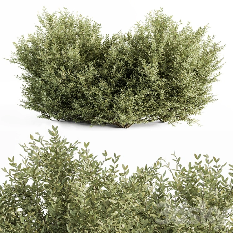 Buxsus Leaf Bush - Bush Set 27 