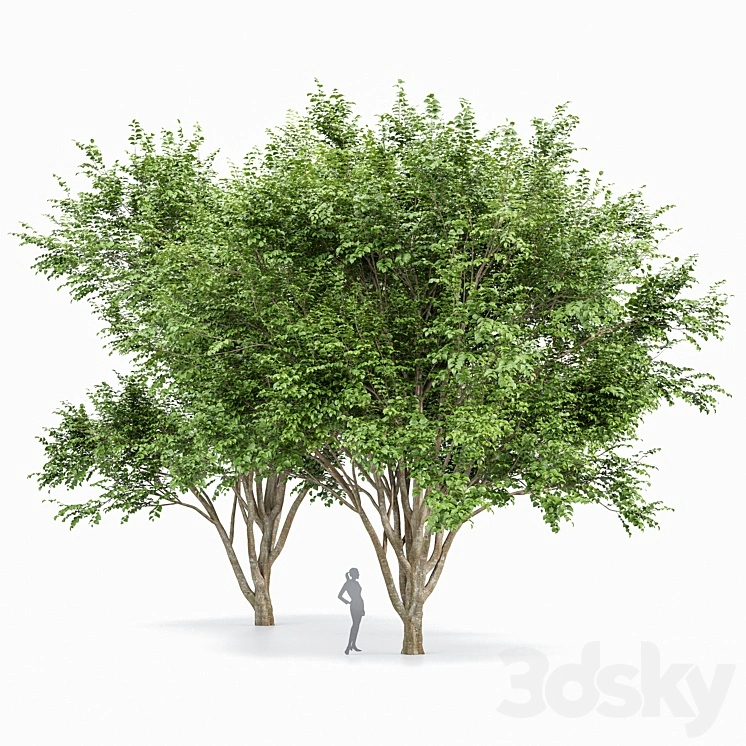 European Beech 2 Trees 
