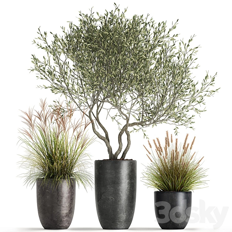 A set of plants in outdoor pots with an olive tree, a reed, a bush and a sapling. 1052 