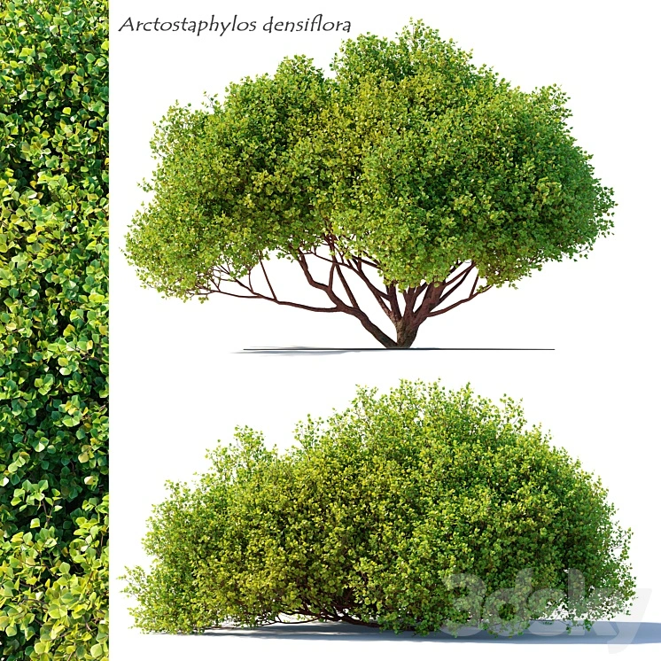 Arctostaphylos densiflora 