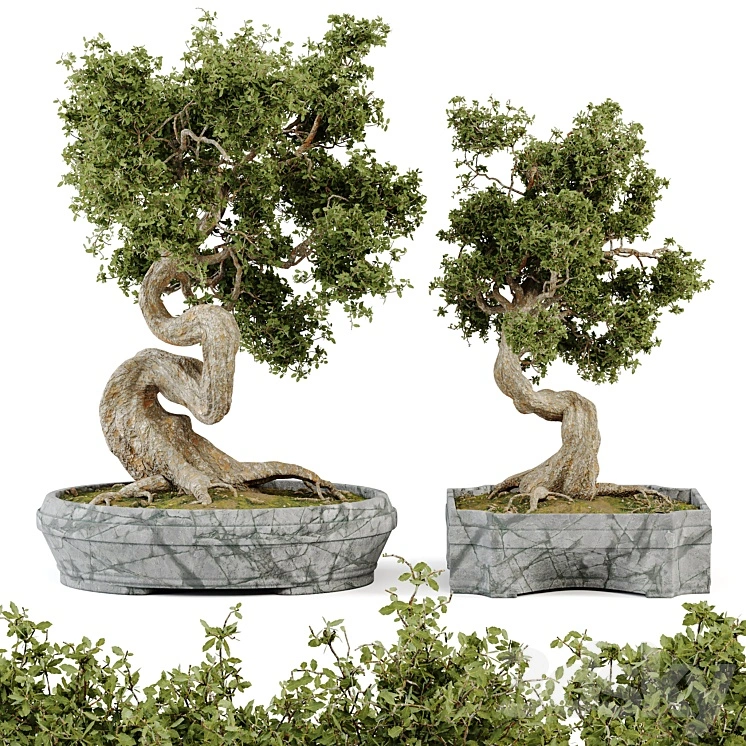 Bonsai Set Vol.01 