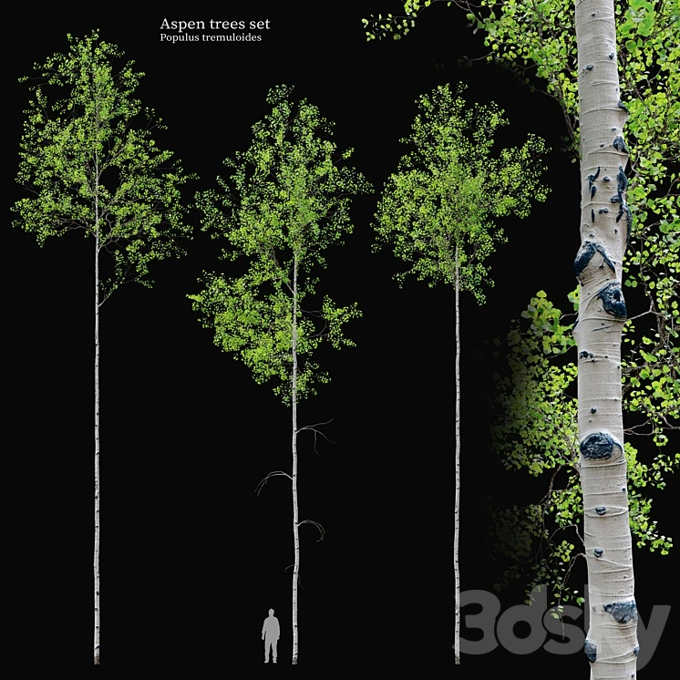aspen tree set 