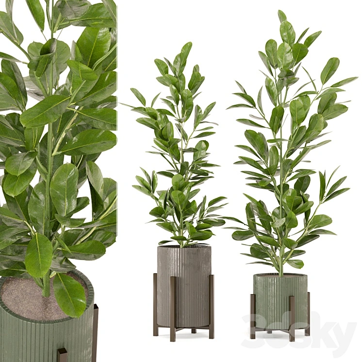 Indoor Plants Collection - Set 462 