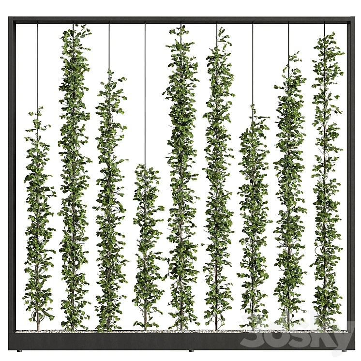 Green Wall - Plants partition 06 