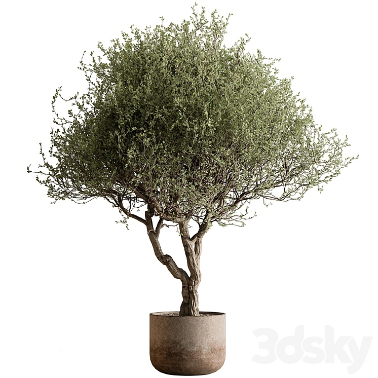 Outdoor Plants 594 - Tree in Pot 
