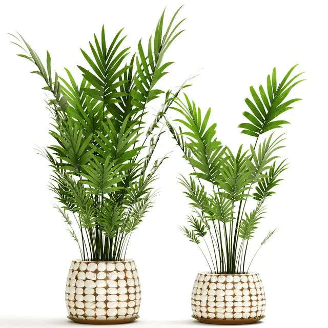 A collection of palms in pots 4 