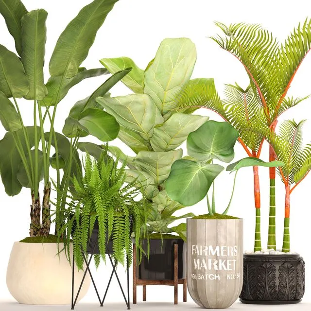 A collection of plants in pots 48 