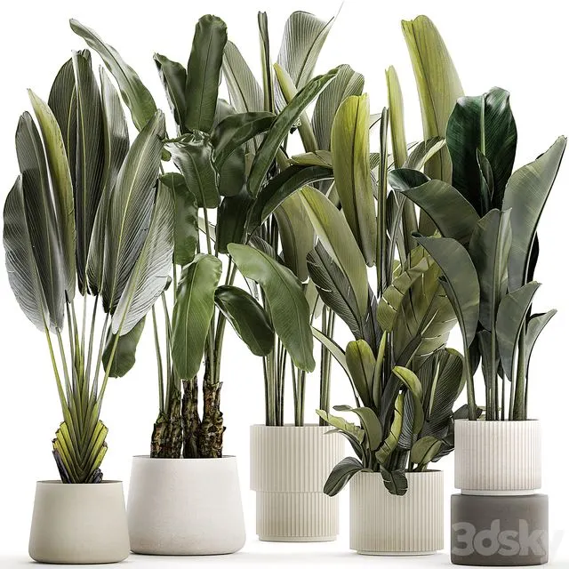 A_set_of_exotic_bushes_of_plants_in_a_flower_pot_Ravenala,_Strelittia 