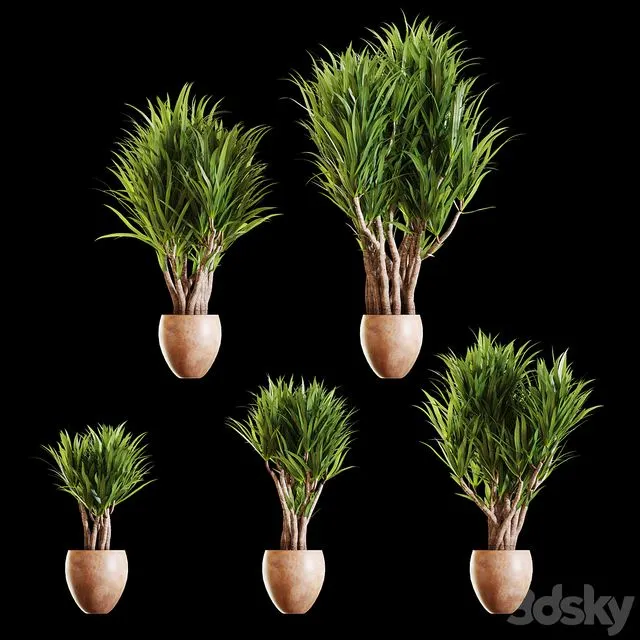 A set of Yucc flowers 