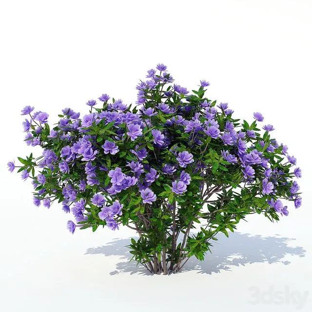 Azalea 003 