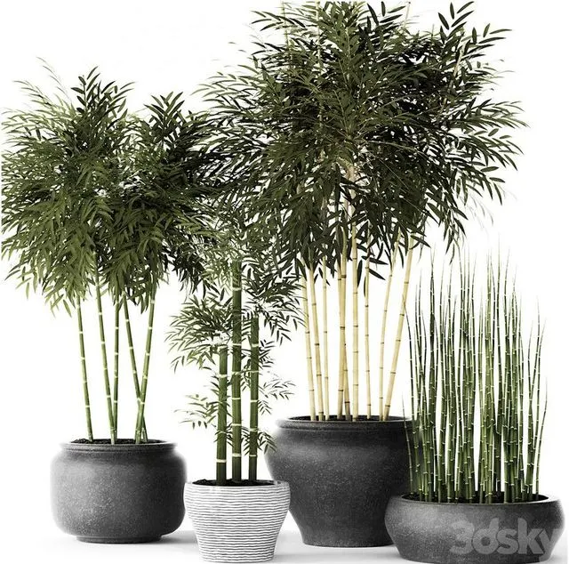 Bamboo and Equisetum collection 