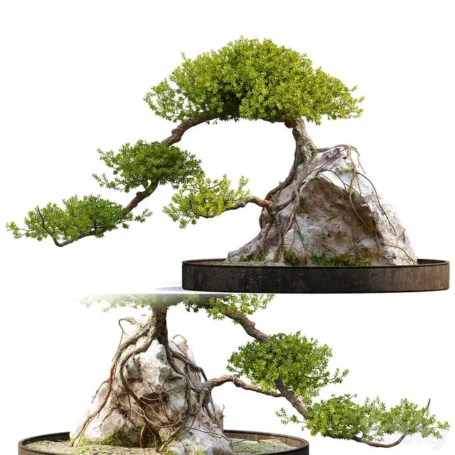 Bonsai plant_04 