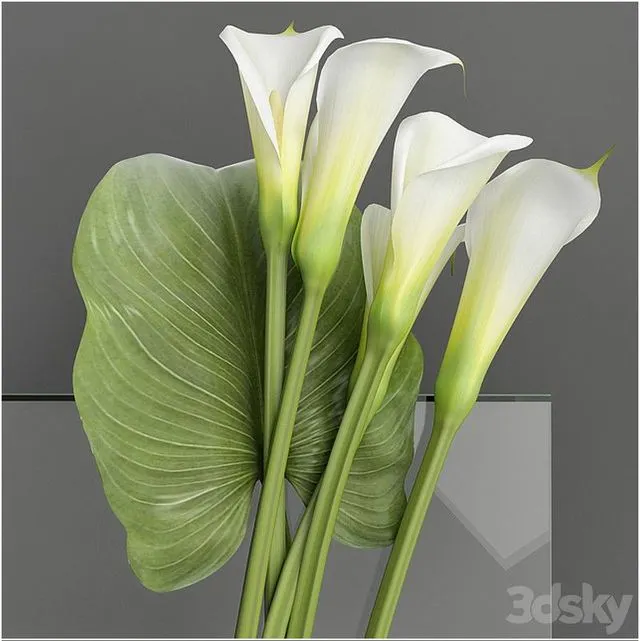 Callas 2 
