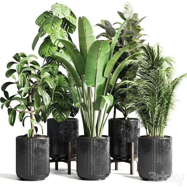 Collection indoor plant 110 