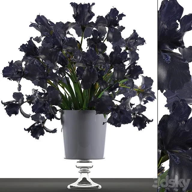 Collection of flowers 46. Black Irises 