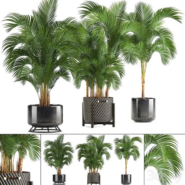Collection of plants 217. Howea forsteriana 